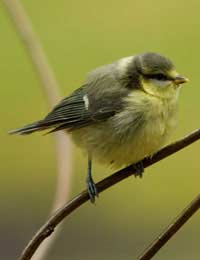Dna Evolution Birds Avian Research Study