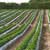 Risks of DNA Methods in Agriculture