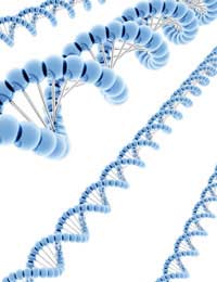 Dna Sense Anti-sense Strand Molecule