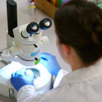 Dna Discoveries Forensic Science
