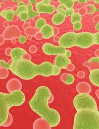 Dna Virus Viruses Effects Body Research