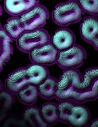 Dna Y Chromosome Analysis Investigated